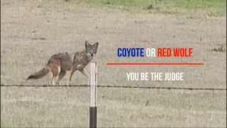 Coyote  or Red Wolf, You decide.