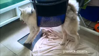 Уникальная реабилитация собаки