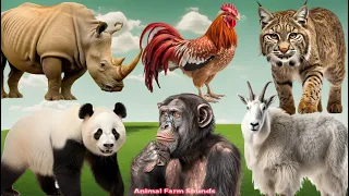 Farm Animal Sounds: Goat, Rhinoceros, Panda, Monkey, Lynx, Chicken - Animal Paradise