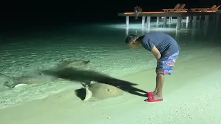 Playful Stingray l Stingray Feeding In Maldives l Paradise Island Resort