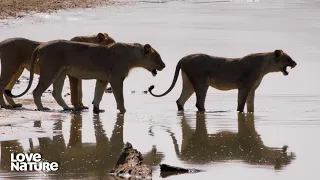 Nervous Lions Wade Must Dodge Crocs to Reunite with Family | Love Nature