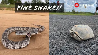 Finding the Holy Grail...Incredible Pine Snake and Creek Shining for Snakes and Turtles in Georgia!