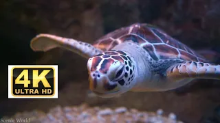 4k Ultra HD Beautiful Ocean Creatures | 60FPS