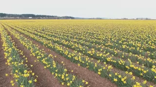 See birds-eye view of Skagit Valley daffodils in bloom | KING 5 drone