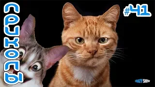Приколы с котами и кошками 2019 Смешные коты и кошки 2019 Приколы с котами до слёз #41