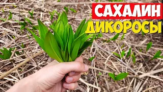 Сбор черемши на острове Сахалин