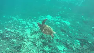 Sea Turtle Swimming At Honolua Bay In Maui