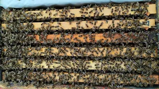 8 ÇİTA PAKET YAVRU KILIÇ ARISI #arıcılık #honeybee #beekeeping #bees  #kılıçarısı