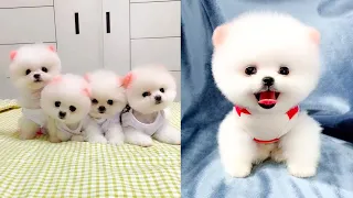 Cute and Funny Pomeranian Videos 218 #Shorts