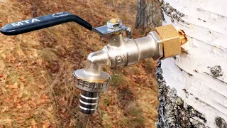 Few people know these 5 SECRET ways to harvest birch sap! Useful tips and tricks!