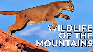 World of the Wild | Episode 12: The American Mountains | Free Documentary Nature