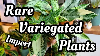 Cool Variegated Plants You May Have Never Seen Before!! 😲 import unboxing from Aroid Asia!! 🌿