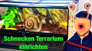 Meine Monster Schnecken - Terrarium einrichten | #Achatschnecken | #Schneckenkönig #1