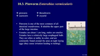 19. Medical Parasitology. Nematodes