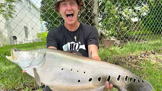 First Clown Knife Fish AND Bullseye Snakehead (Miami Pond Hopping with TheDreamCatcherFishing)