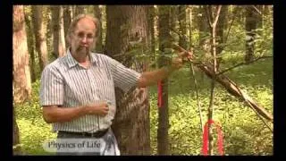 Physics of Life - Trees