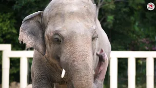 Kaavan adjusting to his new life in Cambodia | FOUR PAWS UK | www.four-paws.org.uk