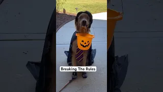 My dog stole all of the Halloween treats!