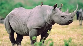 The Rhino War || Full Documentary with subtitles