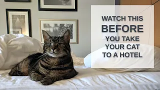 6 Tips For Stress-Free Hotel Stays With Cats