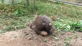 五月山動物園 ウォンバットのユキちゃん