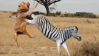 Mama Zebra attacks Lion very hard to save her baby, Wild Animals Attack