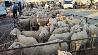 BU PAZAR RESMEN DAMIZLIK HAYVANLARLA  DOLDU