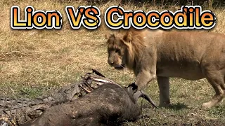 Lion Attack Crocodile