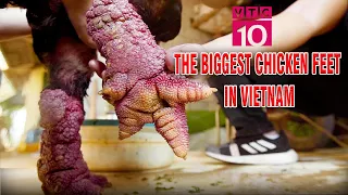 2.000 USD/Dong Tao chicken, the world admires the biggest-legged chicken breed in Vietnam