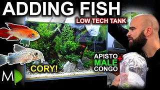 Adding A LOT of CORY CAT FISH to LOW TECH TANK, CONGO TETRA & APISTOGRAMMA!!