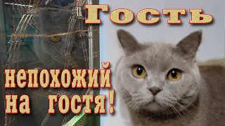 Британский кот//Британский кот в гостях и надолго