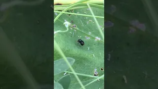 A small black insect