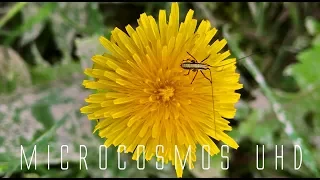 microcosmos