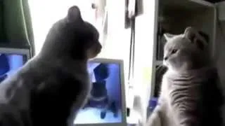 Смешные кошки танцуют  Лучшие видео приколы с кошками  funny cats videos