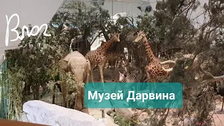 Музей Дарвина, Палеопарк, мезозойская эра, реалистичные животные, движущийся динозавр Влог Прогулка