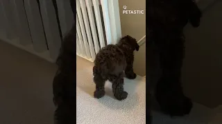 Doggo Does the Stair Salute! The Most Adorable Welcome Ever