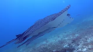 Eagle Rays in Cozumel Teaser