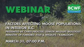 Factors Affecting Moose Populations in Interior B.C. on March 31, 2021