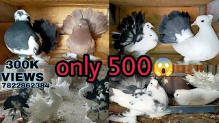 Indian fantail pigeon for sale.lakkha kabutar for sale.and breeding😍 setup show