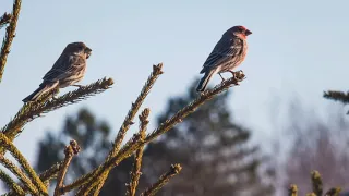 Восхитительное пение птиц в утреннем лесу!Как поют птицы в лесу!Усыпляющий звуки природы)