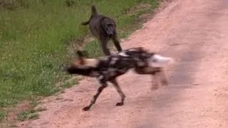 Wild Dogs Versus Baboons