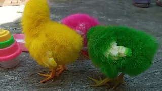 colorful chicken ( ayam berwarna-warni )