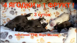 4 ЯГОДКИ и 1 ФРУКТ нам 3 СУТОК 27/10/2022 #ЧИХУАХУА_щенки