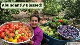 Largest Garden Harvest of 2021 and Bunny Update!!!