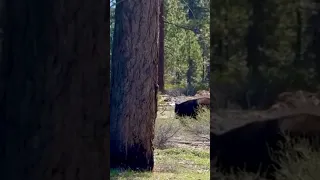 Massive black bear spotted Lake Tahoe, Nevada