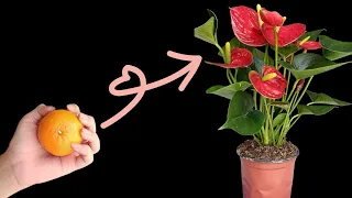 don't throw away the orange peel | love anthuriums