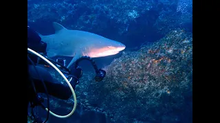 South Africa Aliwal Shoal - Blue Ocean Dive Resort May 2023