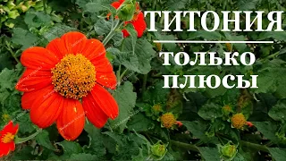 Жаростойкие однолетние цветы -  ТИТОНИЯ  Обязательно посадите и любуйтесь цветением все лето