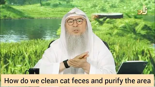 How should we clean cat feces & purify the area? - Assim al hakeem