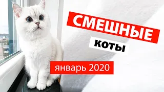 Смешные Коты - Январь 2020 / Funny Cats - January 2020